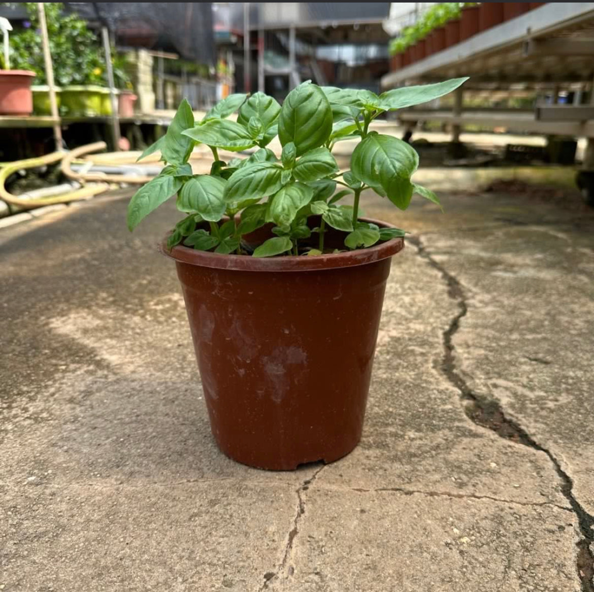 Ocimum Basilicum, Sweet Basil (0.2m)