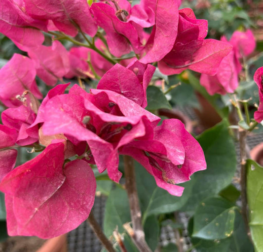 Bougainvillea × Buttiana 'Poultonii' (0.6m)