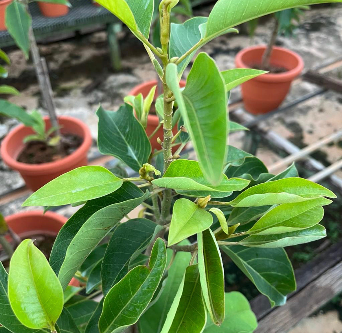 Magnolia Champaca (L.) Figlar, Orange Champaka (0.8m)