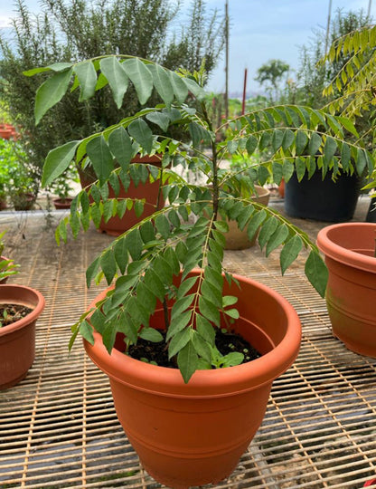 Murraya Koenigii, Curry Tree (0.5m)