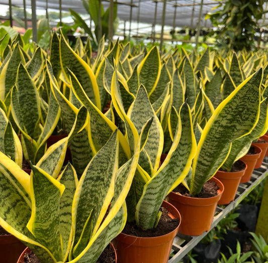 Dracaena Trifasciata 'Laurentii', Mother-In-Law's Tongue, Snake Plant (0.3m)