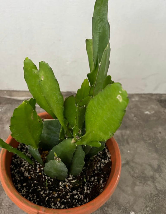 Epiphyllum Oxypetalum, Queen of the Night Red (0.3m)