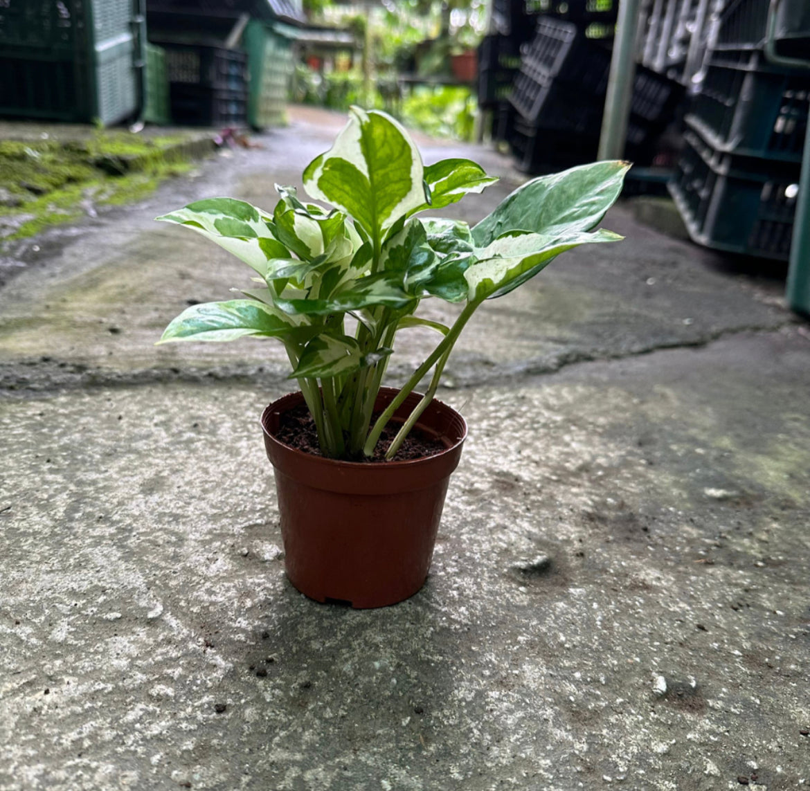 Bundle Of 2 - Money Plant (0.2m)