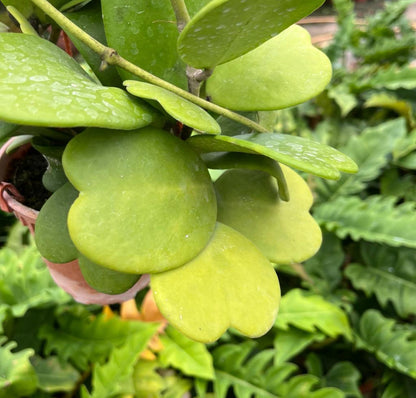 Hoya Kerrii, Sweetheart Hoya (0.4m)