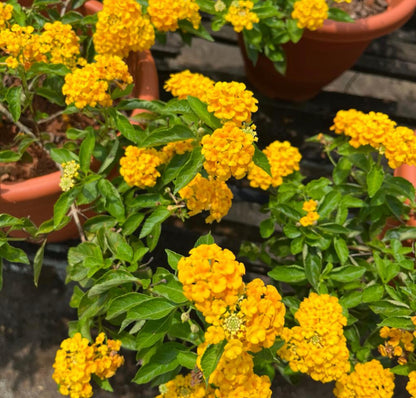 Lantana Yellow (0.5m)