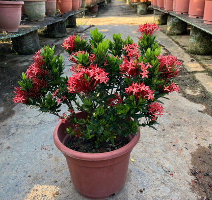 Ixora Red (0.5m)