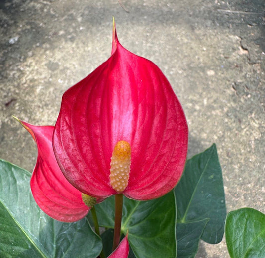 Anthurium Red (0.3m)