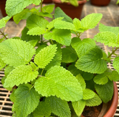 Melissa Officinalis, Lemon Balm (0.25m)