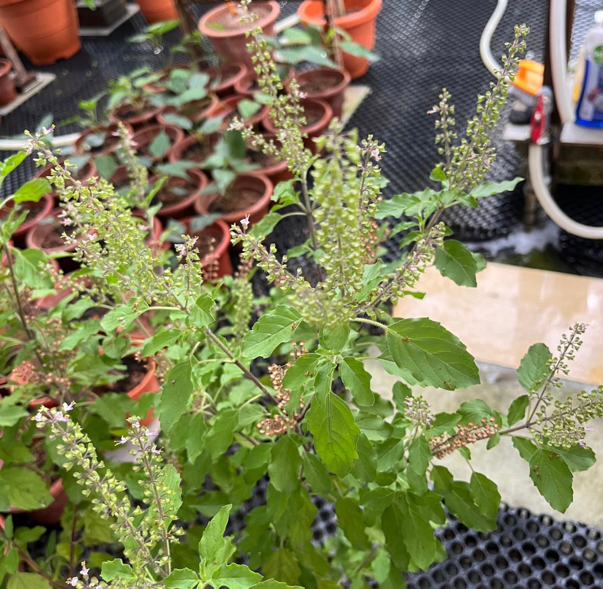 Ocimum Tenuiflorum, Holy Basil, Sacred Basil, Tulsi (0.65m)