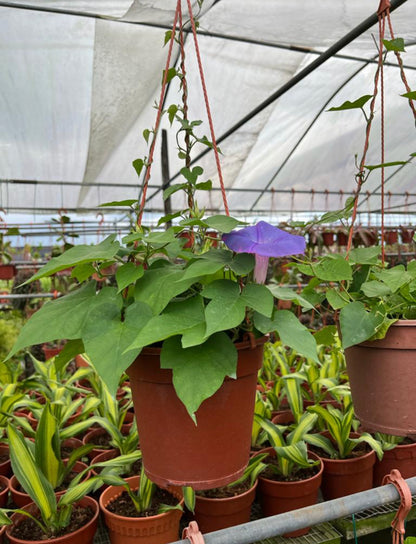 Ipomoea Tricolor, Morning Glory (0.3m)