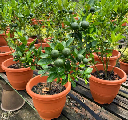 Citrus Aurantiifolia, Lime (0.6m)