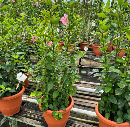 Hibiscus Pink Single Layer (0.8m)