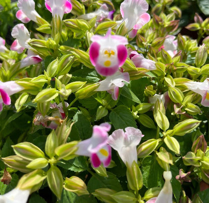 Torenia Pink, Wishbone Flower (0.3m)