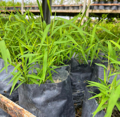 Bundle Of 5 - Bamboo Grass In Bag (0.3m)