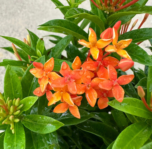 Bundle Of 3 - Ixora 'Dwarf Orange' In Bag (0.3m)