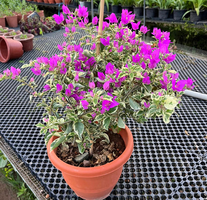 Blueberry Ice Bougainvillea Variegata (0.5m)