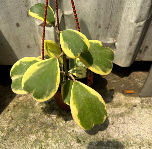 Hoya Kerrii Variegated (0.25m)