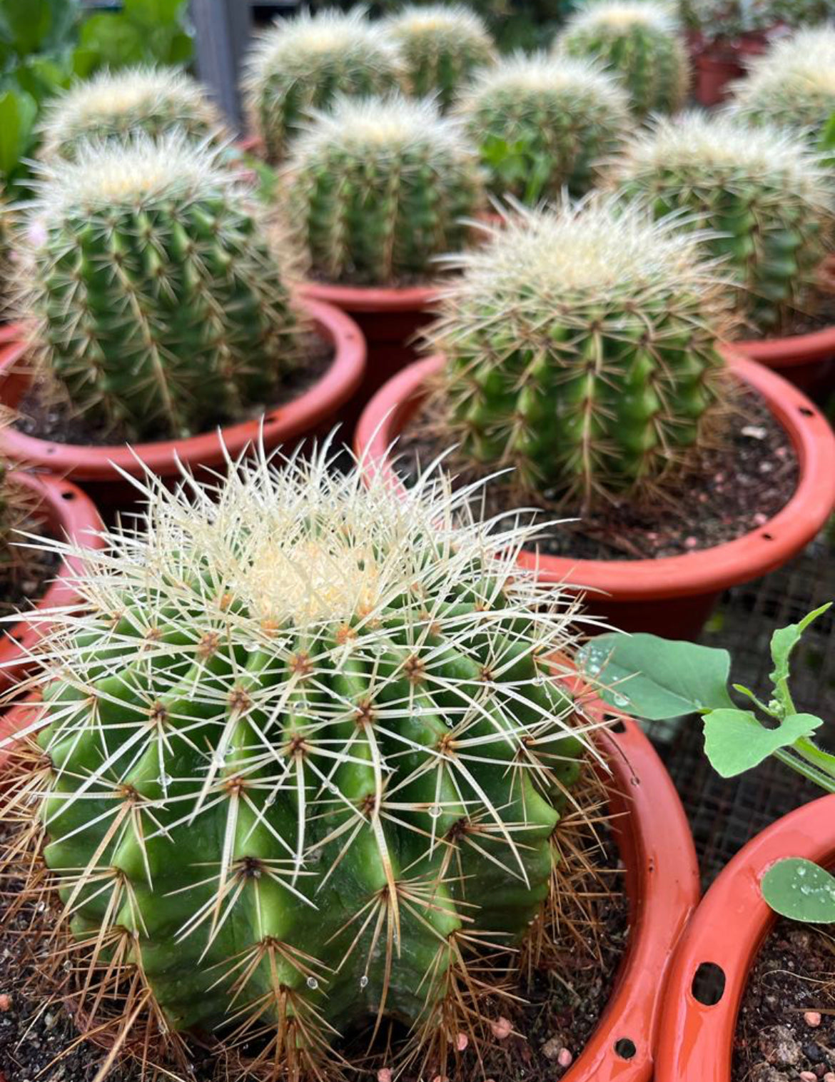 Echinocactus Grusonii , Golden Barrel Cactus (0.25m)