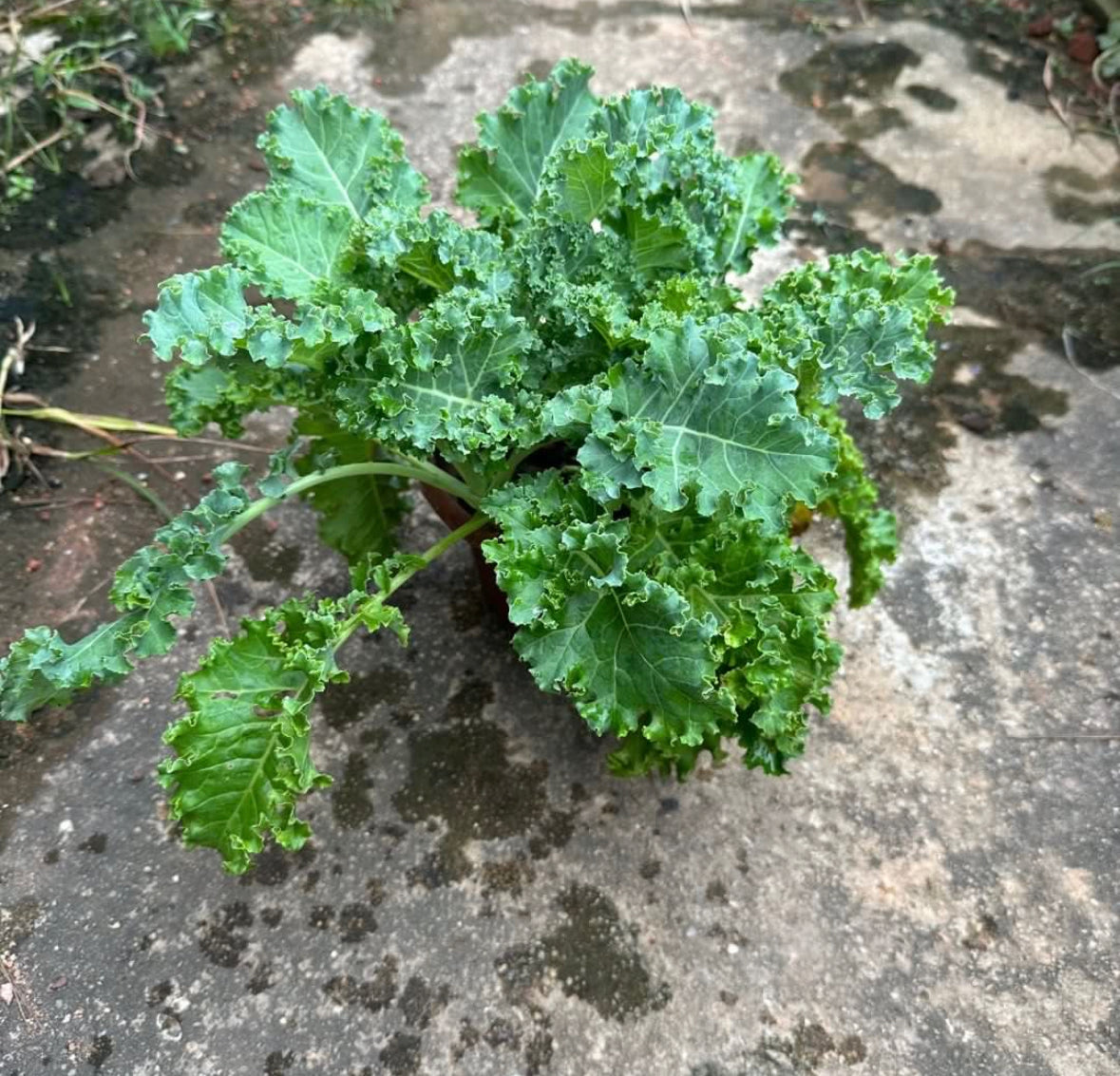 Kale (0.2m)