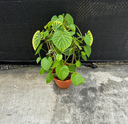 Tinospora Cordifolia, Guduchi, Giloy (0.60m)