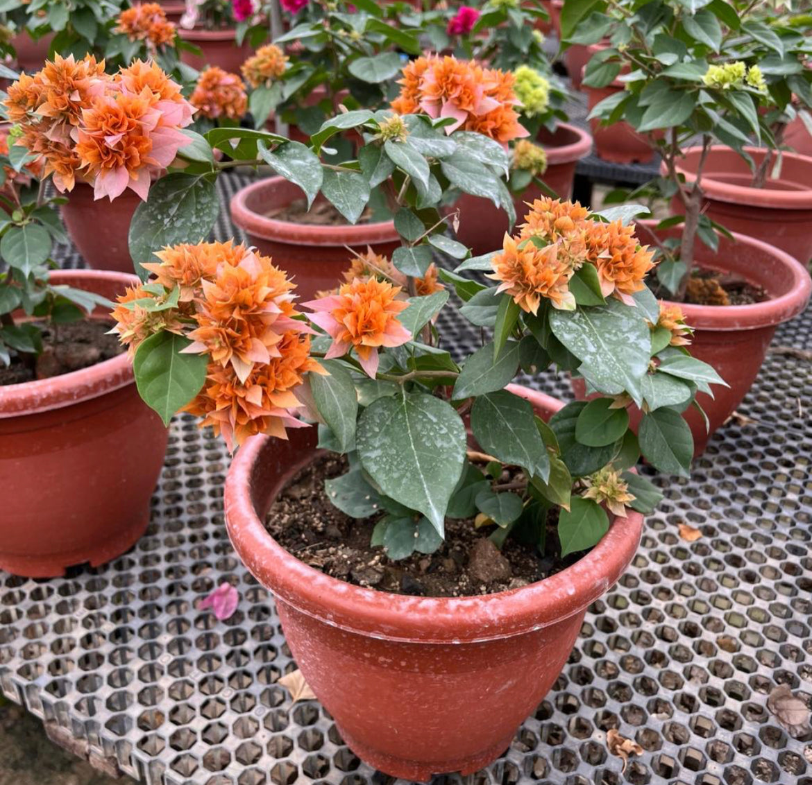 Bougainvillea ‘Golden Dubloon’ (0.55m)