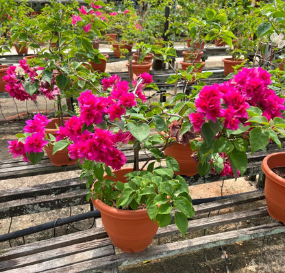 Bougainvillea × Buttiana 'Mahara' (0.6m)