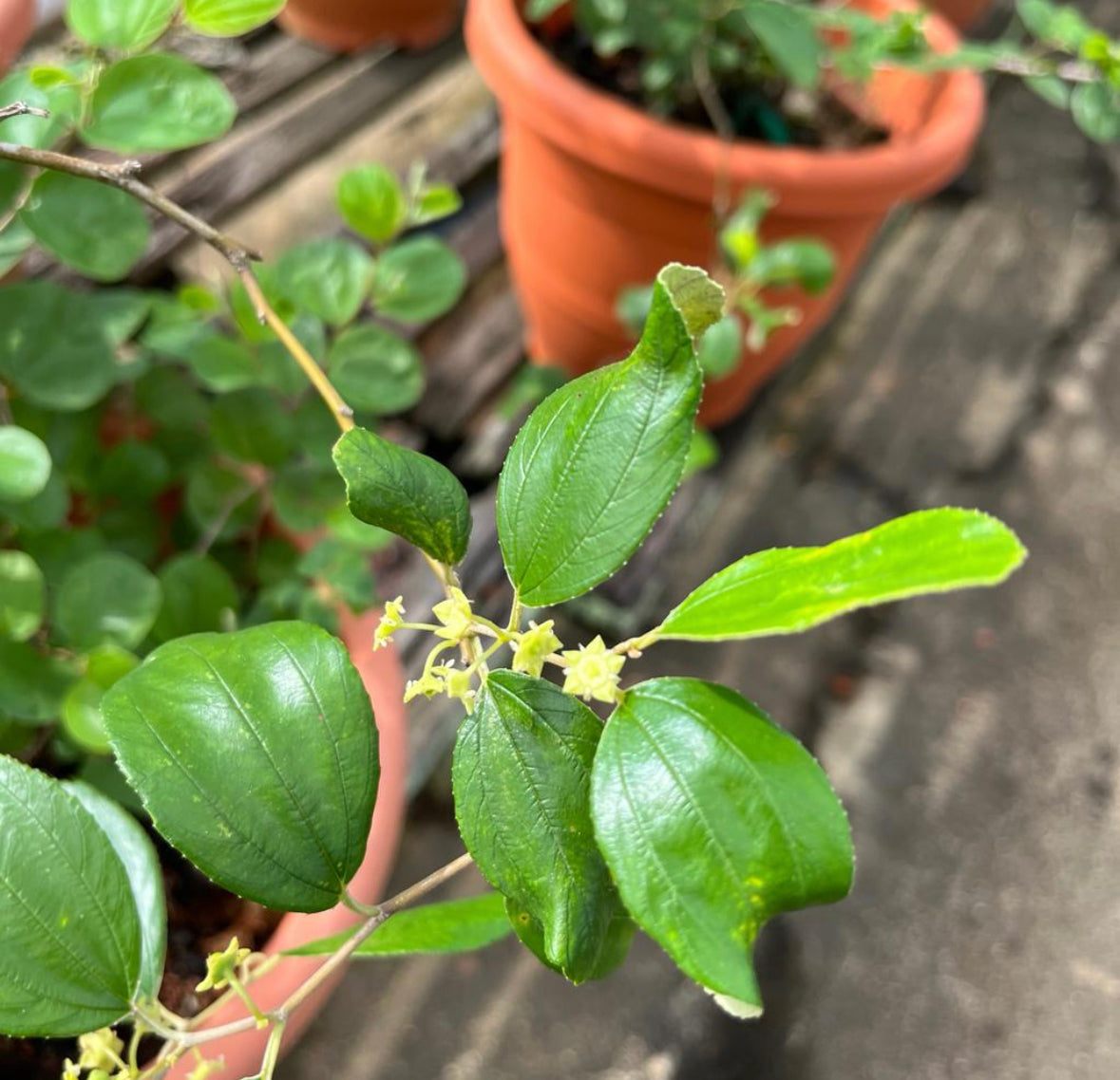 Ziziphus Jujube (0.8m)