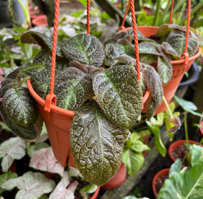 Episcia Cupreata (0.2m)