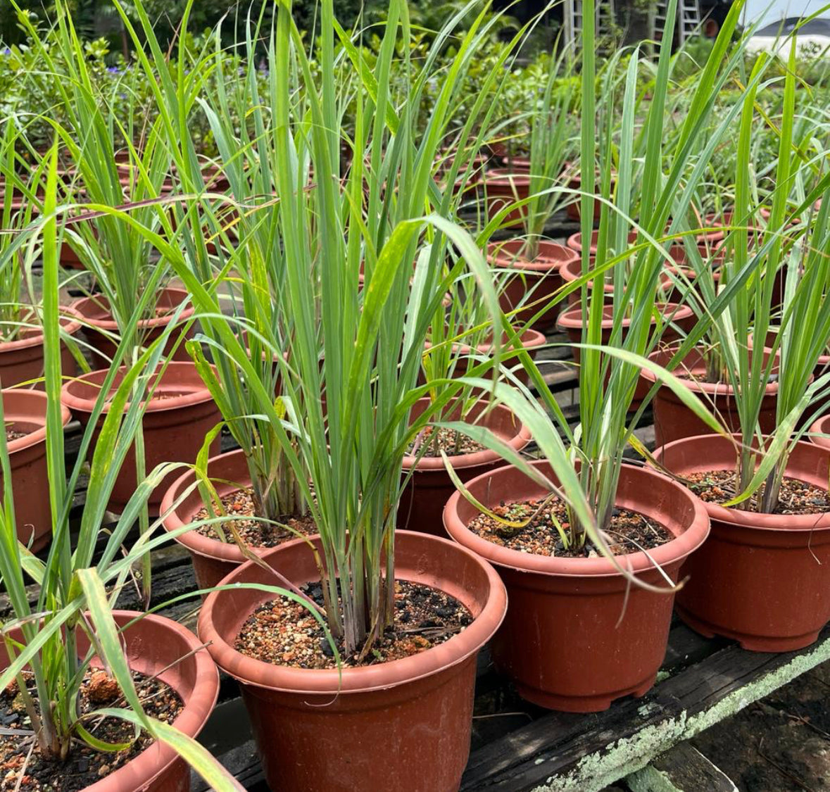 Cymbopogon Citratus, Lemon Grass (0.6m)