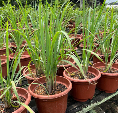 Cymbopogon Citratus, Lemon Grass (0.6m)