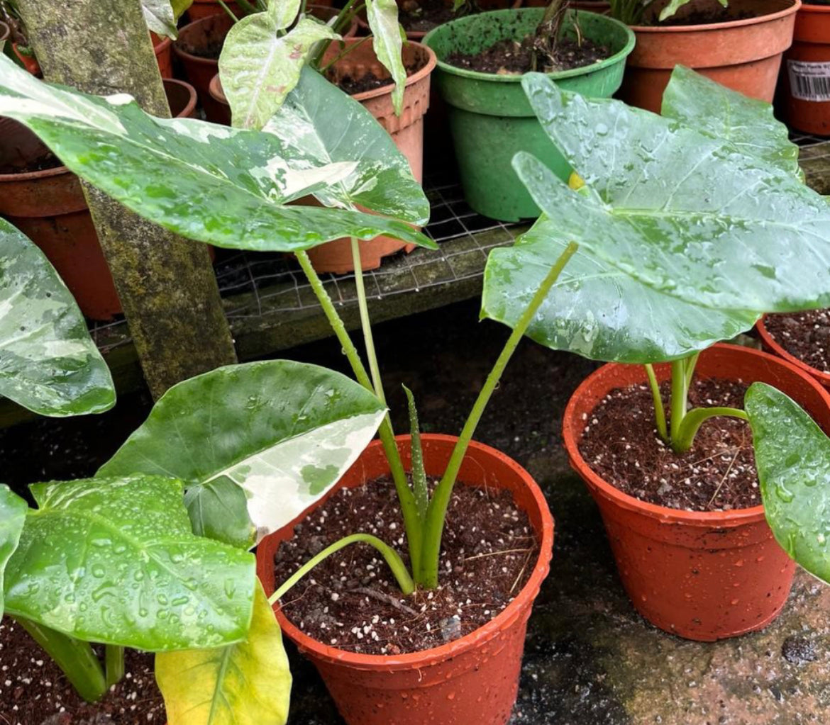 Alocasia Macrorrhiza Variegated (0.35m)