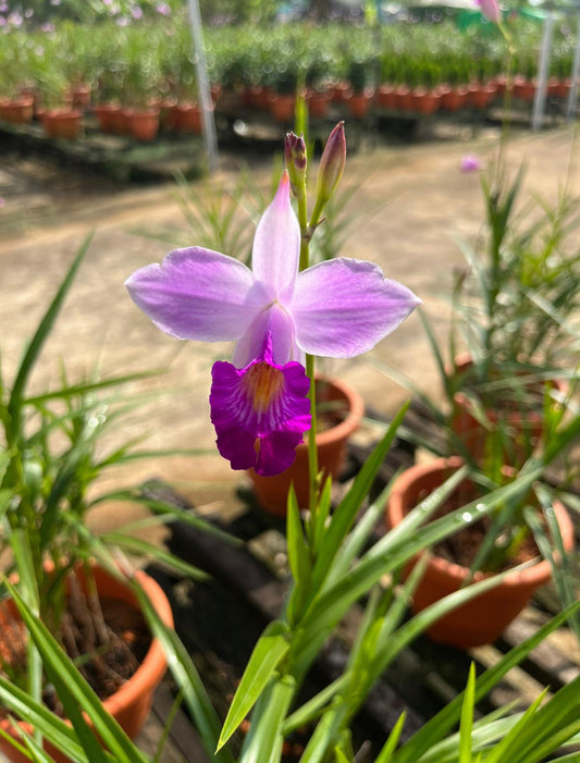 Bamboo Orchid (1.2m)