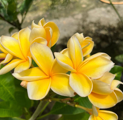 Assorted Plumeria Rubra, Frangipani (0.8m)