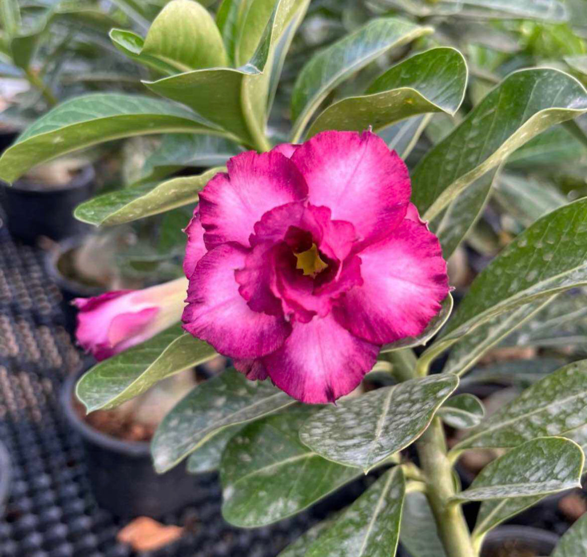 Assorted Colour Adenium Obesum, Multi (0.3m), 5L Mixed Soil, 250g Chicken Fertiliser Bundle