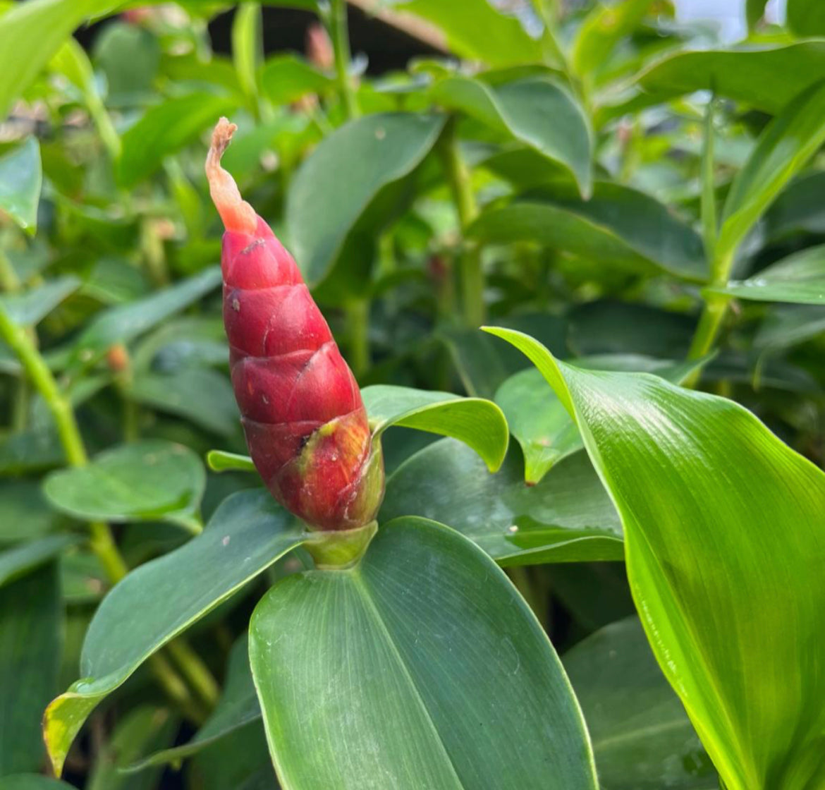 Bundle Of 5 - Costus Woodsonii In Bag (0.3m)