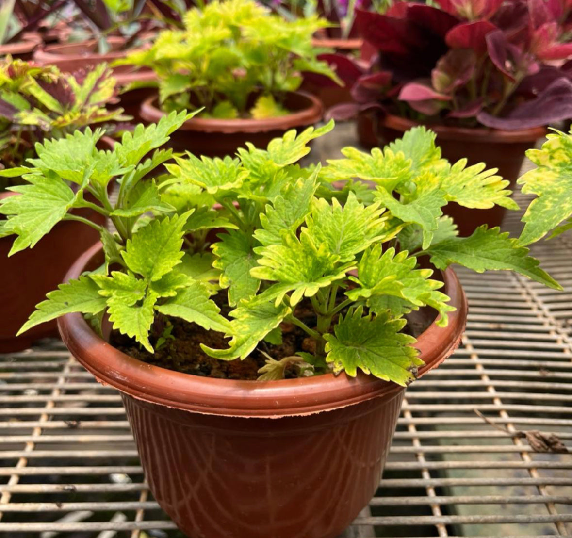 Coleus Green with Yellow (0.25m)