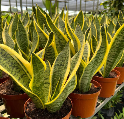 Dracaena Trifasciata 'Laurentii', Mother-In-Law's Tongue, Snake Plant (0.3m)