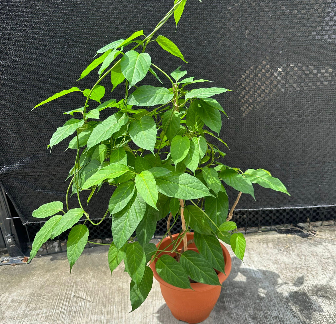 Stephanotis Volubilis, Madagascar jasmine (0.6m)