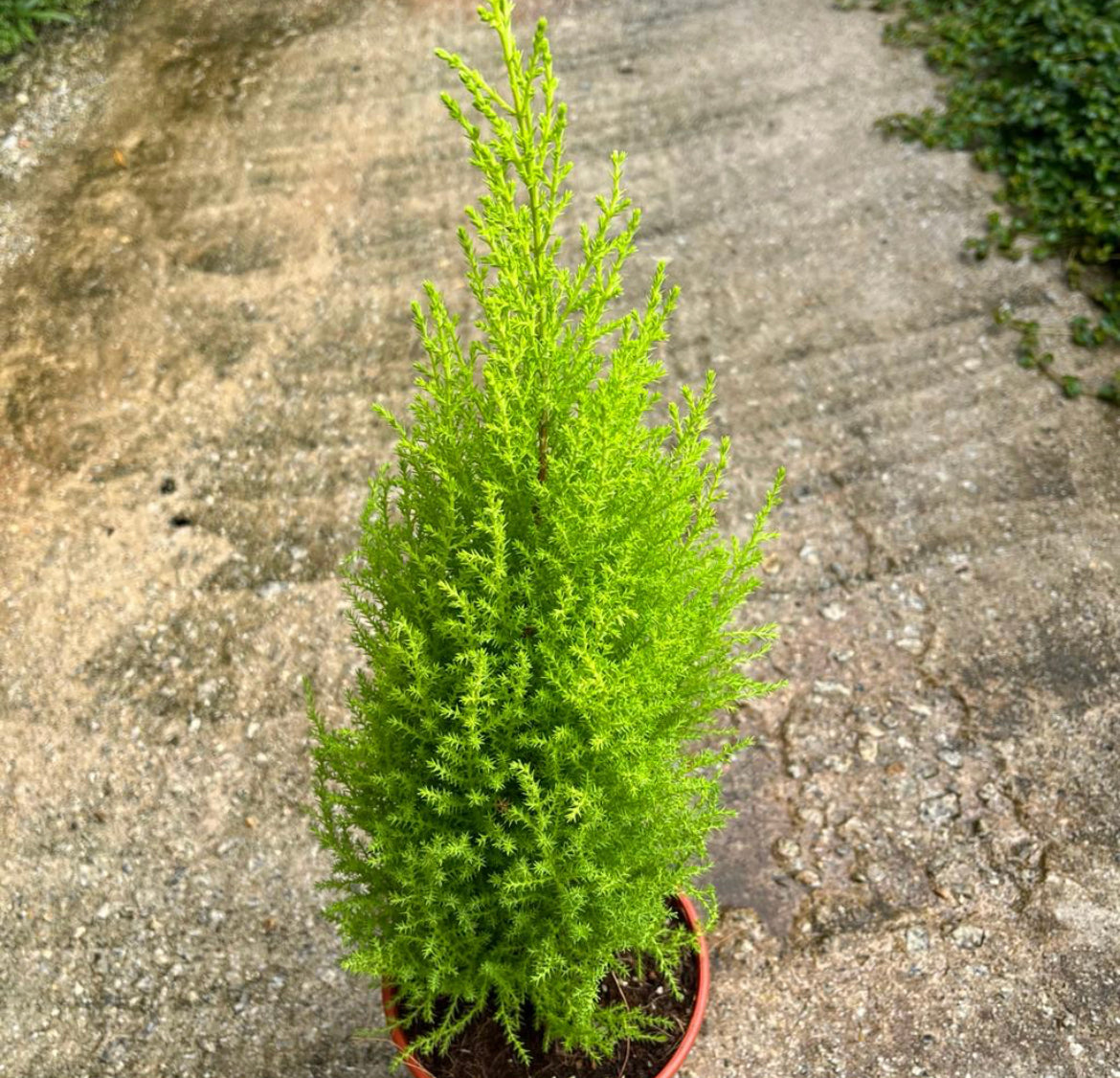 Cupressus Macrocarpa 'Goldcrest', Monterey Cypress (0.4m)