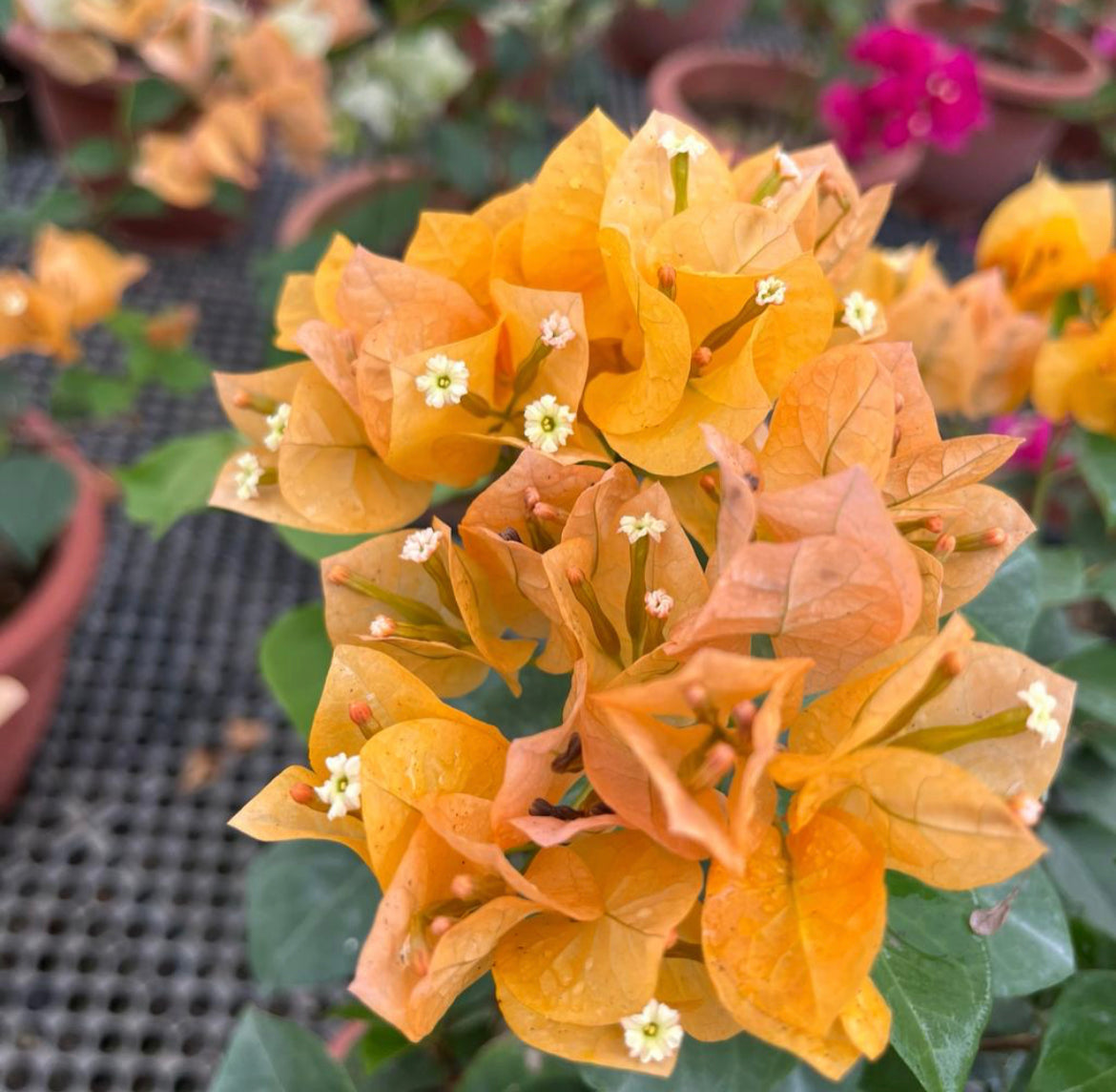 Bougainvillea 'California Gold' (0.55m)