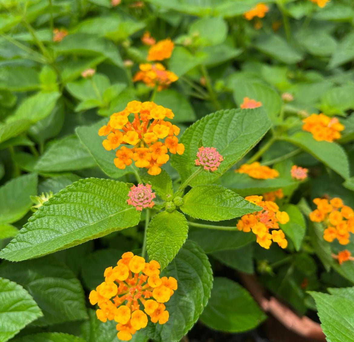 Lantana Camara (0.3m)