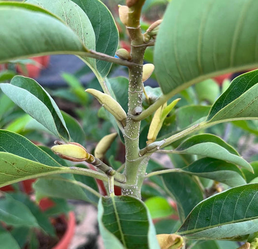 Magnolia Champaca (L.) Figlar, Orange Champaka (0.8m)