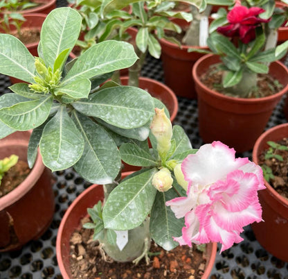 Assorted Colour Adenium Obesum, Multi (0.3m), 5L Mixed Soil, 250g Chicken Fertiliser Bundle