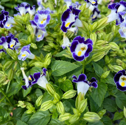 Torenia Dark Blue, Wishbone Flower (0.3m)