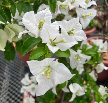 Bougainvillea Glabra 'Alba' (0.6m)