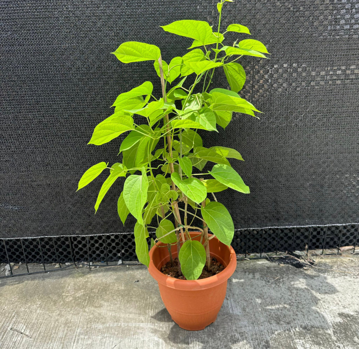 Stephanotis Volubilis, Madagascar jasmine (0.6m)