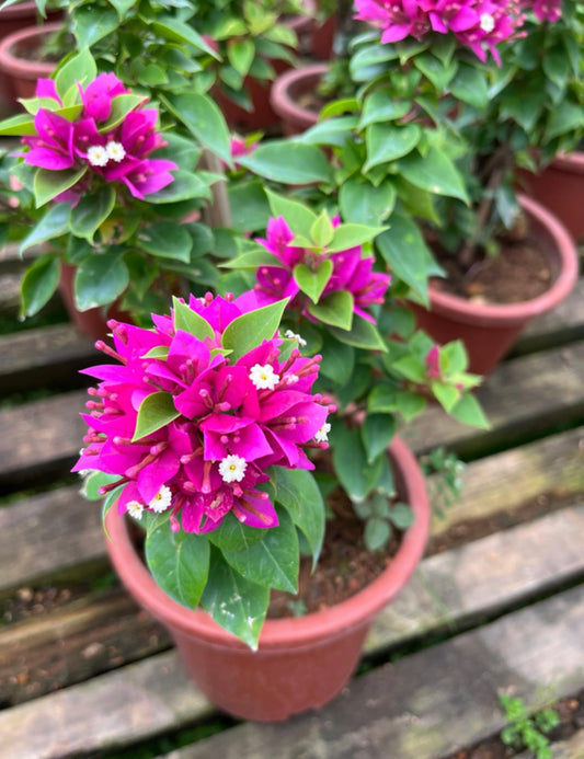 Bougainvillea 'Sanderiana' (0.5m)