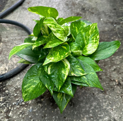 Bundle Of 2 - Money Plant (0.2m)