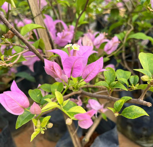 Bundle Of 3 - Bougainvillea Mix Colours in Bag (0.5m)