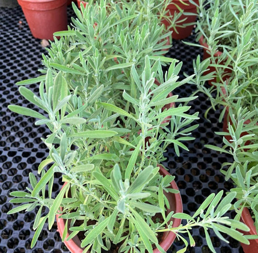 Lavandula Angustifolia, Lavender (0.35m)